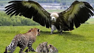 Eagle vs Leopard ! Eagle Attacks Leopard Cub Chased To Death By Mother Leopard -  Animal Fight