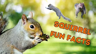 The Secret Life of Eastern Gray Squirrels: 10 Fun Facts You Didn’t Know!