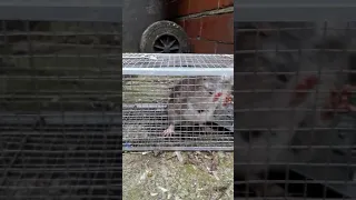 Big rat that chewed through wheelie bins in Bolton