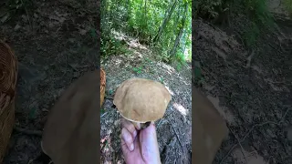 Beautiful boletus reticulatus, 11.08.'23.#shorts #nature #forest #boletus #new #porcini #funghi