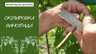 Окулировка Винограда с пробуждением глазка. Прививка Винограда зеленым в зеленое.