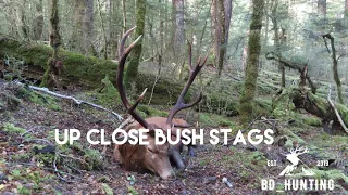 Red Stag Roar Hunting 2022 - Up Close Bush Stags