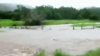 Kangaroo caught in floodwaters