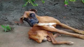 Rescue poor dog tortured by his owner, starve his skinny body, full of diseases