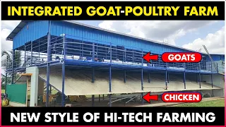 Integrated Goat and Chicken Farming | Poultry Farming and Goat Farming Together - Integrated Farming