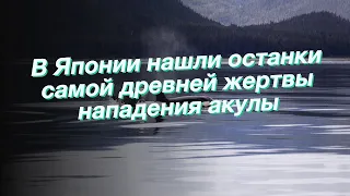 В Японии нашли останки самой древней жертвы нападения акулы