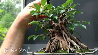 My Ginseng Ficus and Succulent Sunday, The Bonsai Zone, July 2023