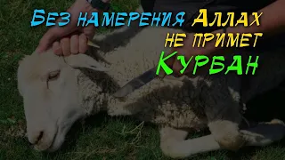 Жертвоприношение на Курбан Байрам - это не обычай, а поклонение!