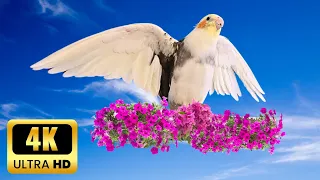 Happy cockatiel singing in nature | Calopsita feliz cantando na natureza💚