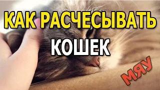 КАК РАСЧЕСЫВАТЬ КОШКУ/КОТЕНКА. КОШКА КАЙФУЕТ