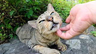 猫の秘密基地で、岩の上で寝そべっていたキジトラ猫をモフる