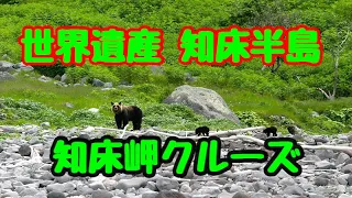 🔴【世界遺産】知床半島、野生のヒグマ発見‼。ドルフィン知床岬クルーズ。