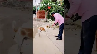 I Love Dogs ❤️❤️❤️  #4 #shorts #youtubeshorts #doglovers #dogslife #street dogs #viral