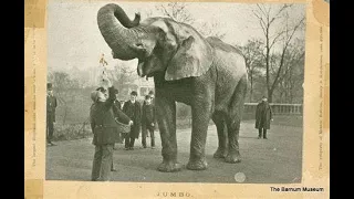 THE DEATH OF P. T. BARNUM'S JUMBO