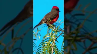 🌟 Male Vermillion Flycatcher 🌟 Perched on a Tree! #revealed #flycatcher #red #bright #swarovski
