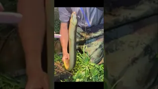 Amazing eel catching skill | eel fishing at night #shorts [#1625]