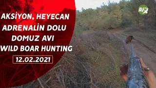 WILD BOAR HUNTING AV ZAMANI YIKIM EKİBİ HEYECAN VE AKSİYON DOLU DOMUZ AVI