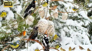 Cat TV BIRDS for Cats to Watch😻🕊️ Tree of Silly Birds ❄️❄️❄️10 hours 4K (HDR)