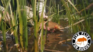 Five Flies for August 2020 || Fly Fishing Colorado High Country Lake