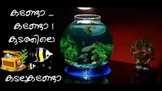 How To Set Up A FISHBOWL The RIGHT Way / No Filter - No Heater - Aquarium Setup Alangara Plantation