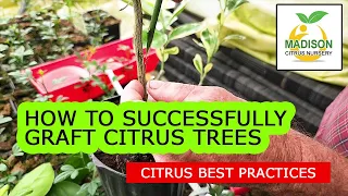 How To Successfully Graft Citrus Trees With Madison Citrus Nursery