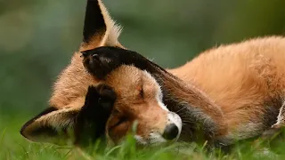 Foxes: A Glimpse into their Emotional and Joyfull Lives