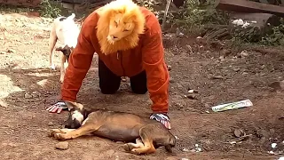 Fake Lion vs Real Dog Prank Funny Video Try not to Laugh [ Prank Videos ] RoSeak Zin