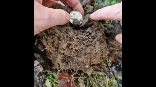 1800's Silver Coin Cache Found Buried In English Field