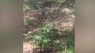 Dog barks at crocodile then the crocodile eats the dog