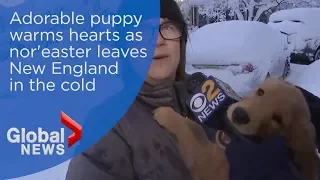 Puppy biting reporter's mic warms chills left by nor'easter