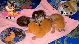 Rescue poor abandoned newborn kittens without mother, Before and After 2 months