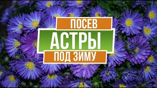 Как сеять Астры под зиму ✿ Простой способ посадки астр за 2 минуты