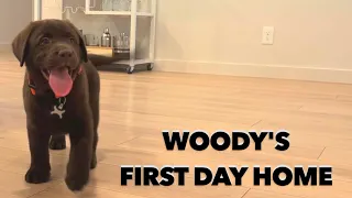 PUPPY'S FIRST TIME IN HIS NEW HOME!!!