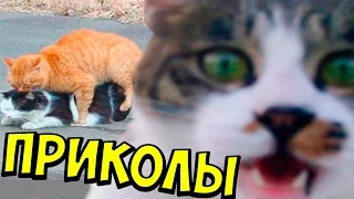 ПРИКОЛЫ С КОТАМИ 2016 СМЕШНЫЕ КОТЫ 2016 FUNNY CATS 2016