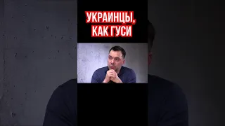 Арестович: Поведением украинцы похожи на гусей