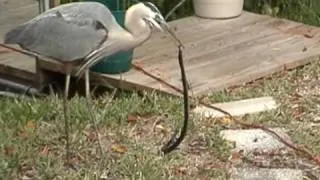 Blue Heron Gets Snake