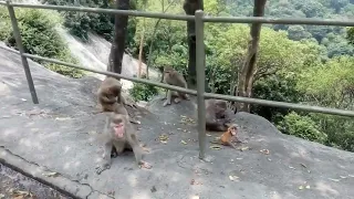 How to get there in monkey hill  / Kam Shan Country park Hongkong / JonangGala vlog