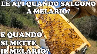 Quando salgono a Melario le Api? Quando Posare il Melario? 🤔🐝 🍯