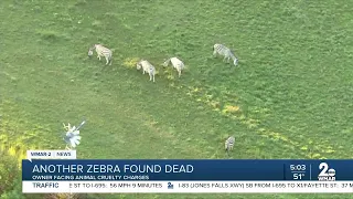 Zebra farm owner charged with animal cruelty, another zebra found dead