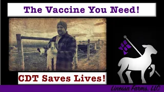 Sheep and Goat Vaccine You Must Give!  Prevent Unnecessary Death! CDT Vaccine