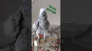 Zoom There and Zoom Back Ok #africangrey #animals #birds #fun #fyp #parrots #pets #lol #funny