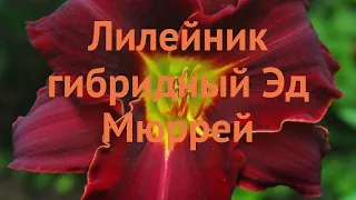 Лилейник гибридный Эд Мюррей (ed-myurrey) 🌿 обзор: как сажать, саженцы лилейника Эд Мюррей