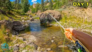 Fly Fishing NEW Creeks for Wild Trout! (Brown Trout and Rainbow Trout)