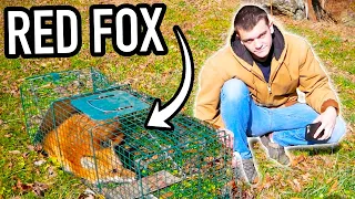 I Trapped a Red Fox!