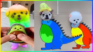 Tik Tok Chó Phốc Sóc Mini 😍 Funny and Cute Pomeranian #494