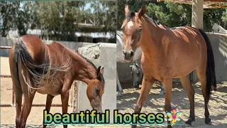 man kisses  horse very nicely and lovingly 🎠🧚