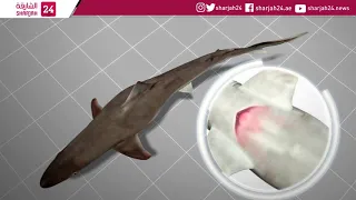 Marine biologist finds six pregnant male sharks