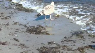 Möwe kämpft mit Krabbe Ostsee - Seagull struggling with crab Baltic