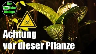 Diese giftige Zimmerpflanze kann dich töten - Dieffenbachia