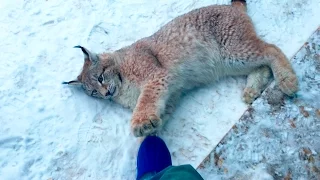 РЫСЬ, СДЕЛАЙ ЧТО-НИБУДЬ ЭТАКОЕ! ... Okay